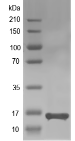 Western blot of BRAFLDRAFT_274541 recombinant protein