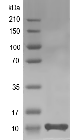 Western blot of DEFB128 recombinant protein