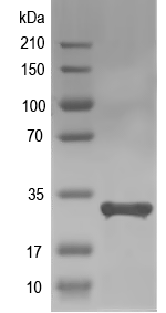 Western blot of FGF13 recombinant protein