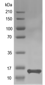 Western blot of HIST1H2AG recombinant protein