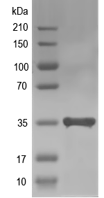Western blot of Hmgcl recombinant protein