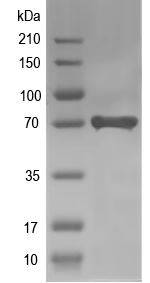 Western blot of LEUA recombinant protein