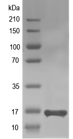 Western blot of LysE recombinant protein