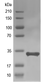 Western blot of NUBP2 recombinant protein
