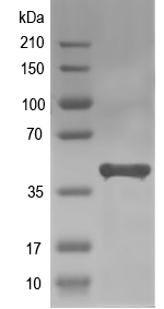 Western blot of PYRB2 recombinant protein