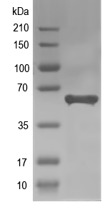Western blot of araA recombinant protein