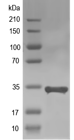 Western blot of axe1 recombinant protein