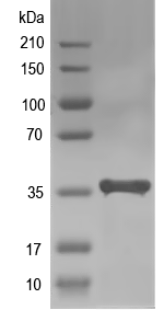 Western blot of bioB recombinant protein