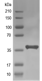 Western blot of bioB recombinant protein