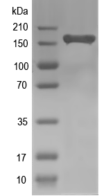 Western blot of bli-3 recombinant protein