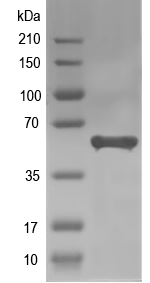 Western blot of guaB recombinant protein