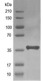 Western blot of leuB recombinant protein