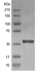 Western blot of leuB recombinant protein