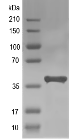 Western blot of mraY recombinant protein