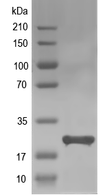 Western blot of pop3 recombinant protein