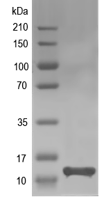 Western blot of pop8 recombinant protein