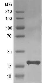 Western blot of rbm8a-b recombinant protein