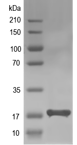 Western blot of ribL recombinant protein