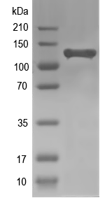 Western blot of secA recombinant protein