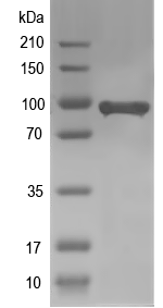 Western blot of secA recombinant protein