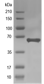 Western blot of tir recombinant protein