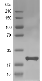 Western blot of tsf recombinant protein