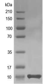 Western blot of tusB recombinant protein
