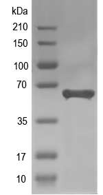 Western blot of AA7GT recombinant protein