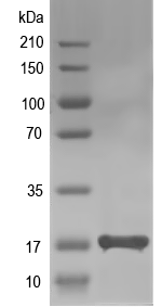 Western blot of AAEL013527 recombinant protein