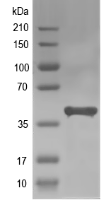 Western blot of AFLA_065450 recombinant protein