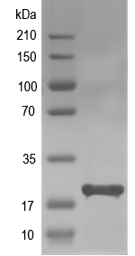 Western blot of AF_1433 recombinant protein