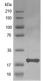 Western blot of AF_2315 recombinant protein
