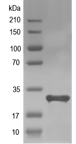 Western blot of AGD15 recombinant protein