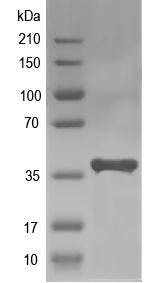 Western blot of AGD2 recombinant protein