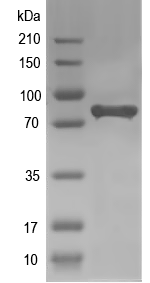 Western blot of AGGF1 recombinant protein