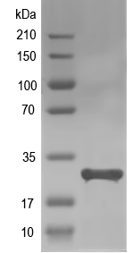 Western blot of AGL14 recombinant protein