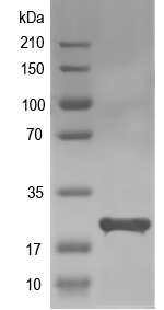 Western blot of AGL27 recombinant protein