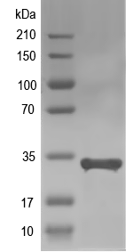 Western blot of AGL3 recombinant protein