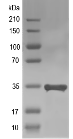 Western blot of AGL49 recombinant protein