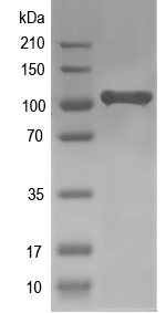 Western blot of AGO10 recombinant protein