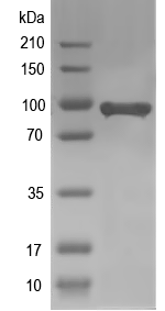 Western blot of AGO2 recombinant protein