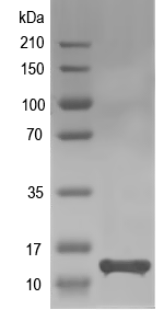 Western blot of AGP4 recombinant protein