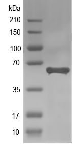 Western blot of AGPL4 recombinant protein