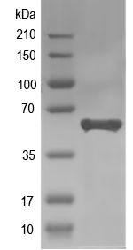 Western blot of AGPS3 recombinant protein