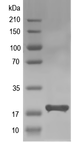 Western blot of AGR3 recombinant protein