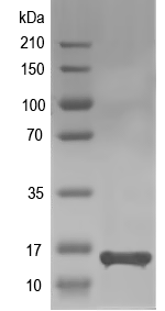 Western blot of AGRP recombinant protein