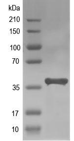 Western blot of AHA1 recombinant protein