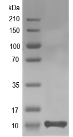 Western blot of AHA_2135 recombinant protein