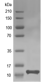 Western blot of AHA_2212 recombinant protein