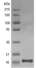 Western blot of AHA_2580 recombinant protein